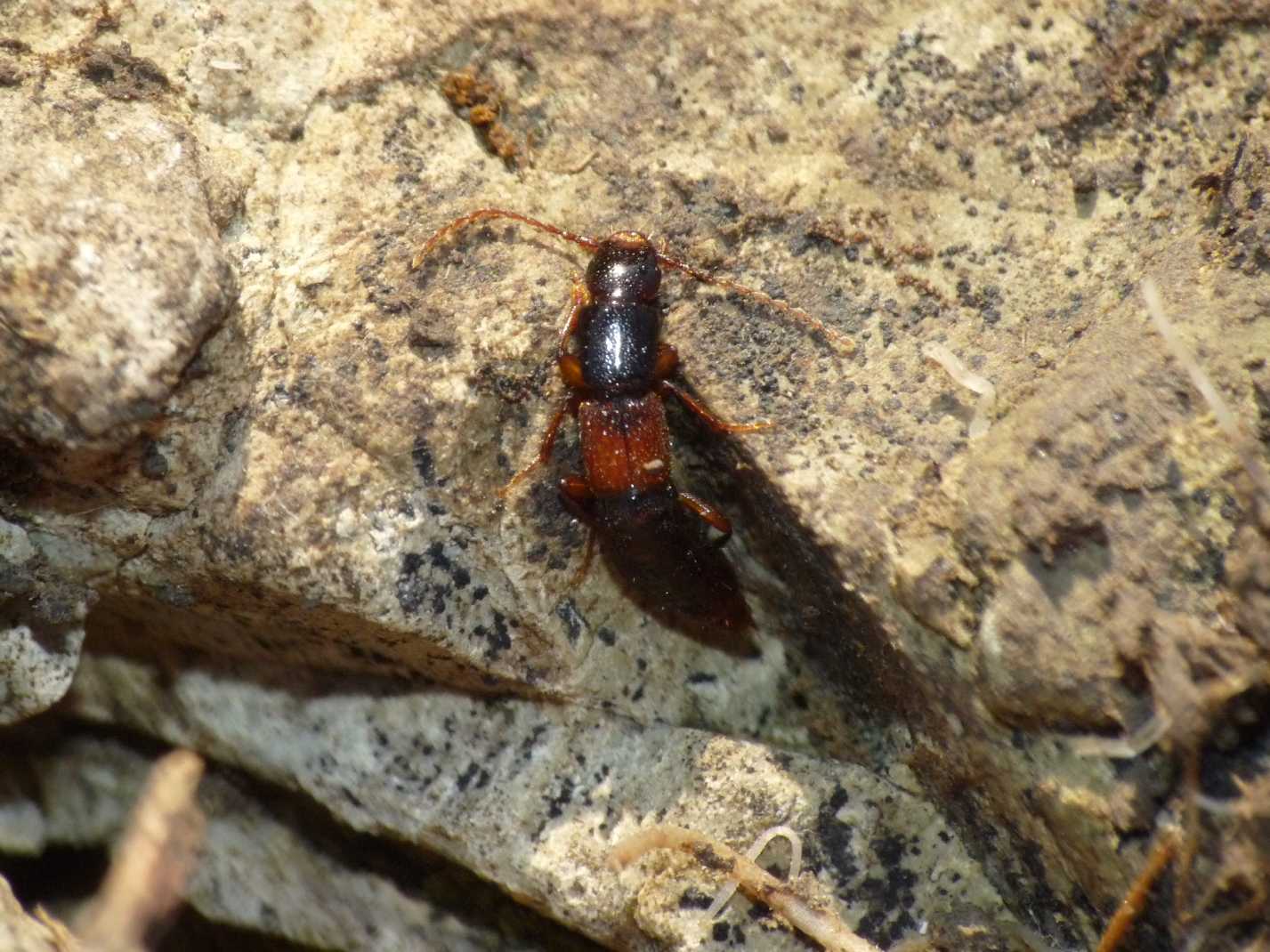 Staphilinidae